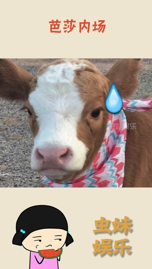 汾阳吃瓜抖音,抖音上那些让人捧腹的本地趣事