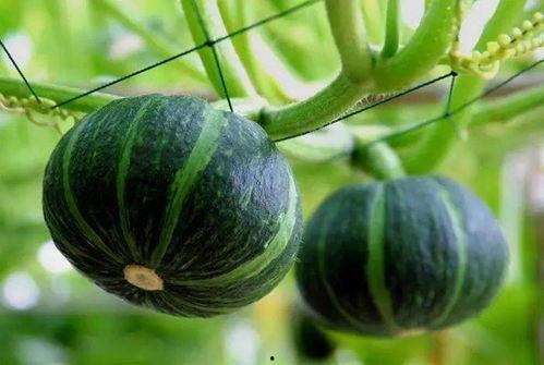 费仲吃瓜视频,揭秘娱乐圈幕后故事