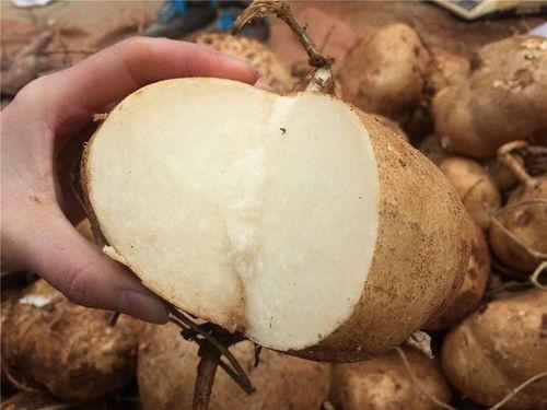 土瓜什么季节吃