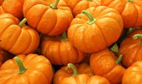 梦摘瓜吃,瓜果飘香，梦摘瓜果的奇幻之旅