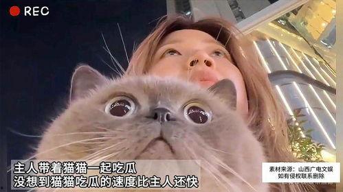 主人带着猫猫吃瓜,共享夏日吃瓜时光