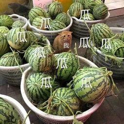 吃内娱的瓜,揭秘明星们的甜蜜与苦涩瓜田