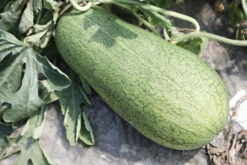 吃瓜像瓜,揭秘吃瓜者的独特趣味