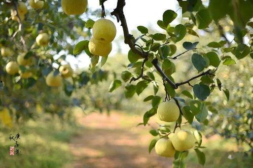 砀山昨晚吃瓜详情,揭秘昨晚吃瓜盛况