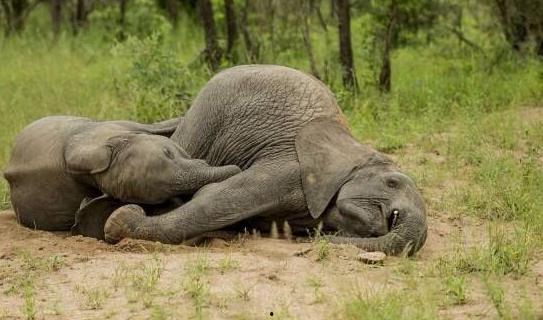 吃瓜小象,揭秘娱乐圈那些不为人知的幕后故事