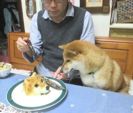 狗头吐舌吃瓜配音,萌态十足！