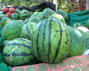 买的瓜可以吃吗,揭秘如何根据买的瓜判断是否可食用