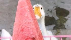 瓜娃子吃瓜视频,揭秘网络热门视频背后的故事