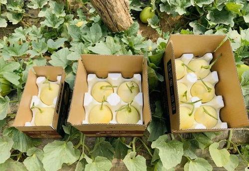 砀山县吃瓜事件,一场引发社会关注的误会风波