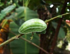 梦见弟媳摘瓜吃,揭秘弟媳摘瓜吃的神秘寓意