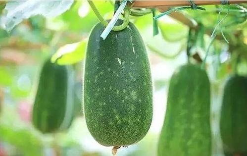 吃瓜文无限流,穿越时空的瓜界风云