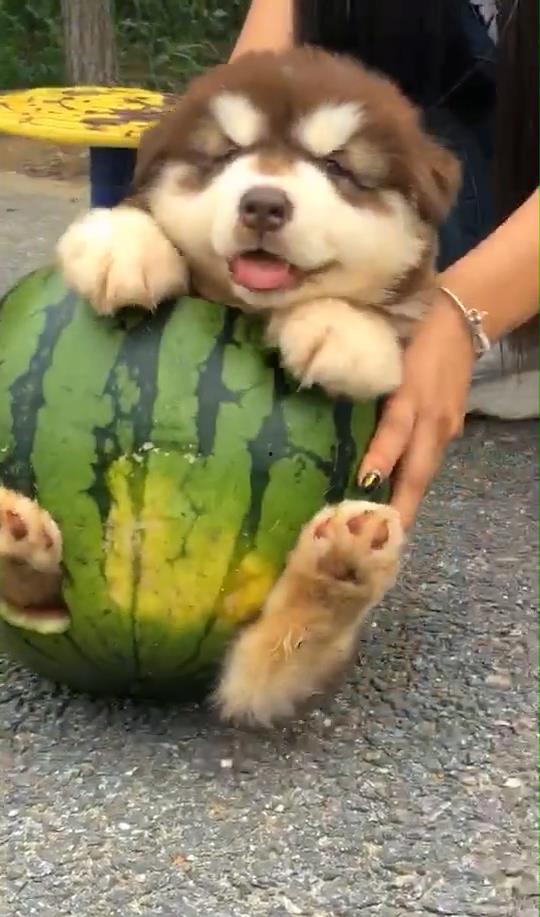 白狗吃瓜,白狗的瓜田奇遇记