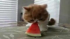 创意吃瓜搞笑视频,带你领略搞笑新境界