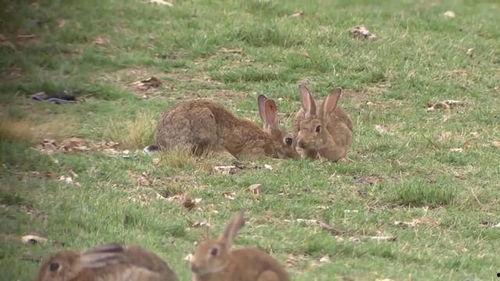 猎人兔子吃瓜,一场奇妙的森林冒险