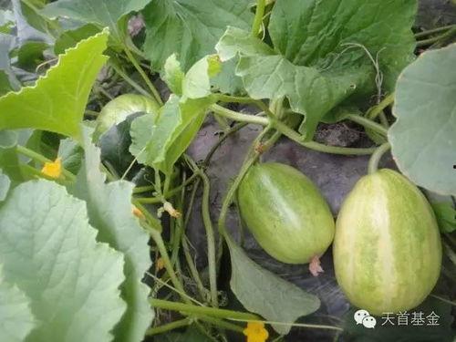 小瓜吃瓜了,揭秘娱乐圈的幕后故事