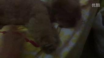 姐姐吃瓜视频大全