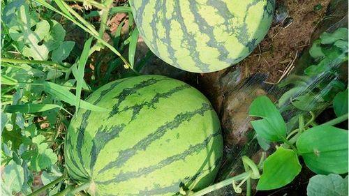 福外南区吃瓜,夏日吃瓜盛事，一网打尽校园美味瞬间