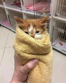 猫吃不吃毒瓜,揭秘对毒瓜的天然免疫力与生存智慧